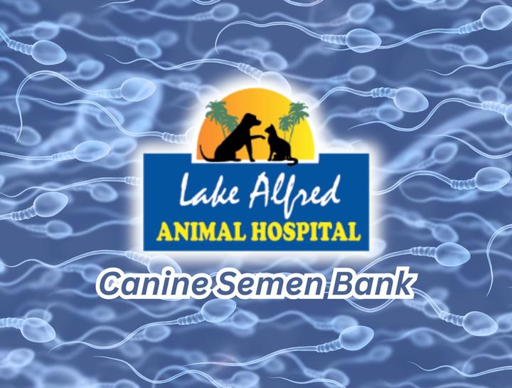 Canine Reproduction Veterinarian