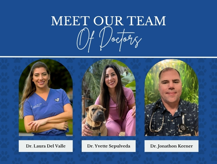 Meet the Doctors Behind Your Pet’s Care