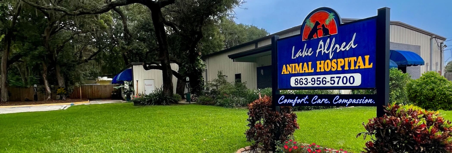 Lake Alfred veterinarians