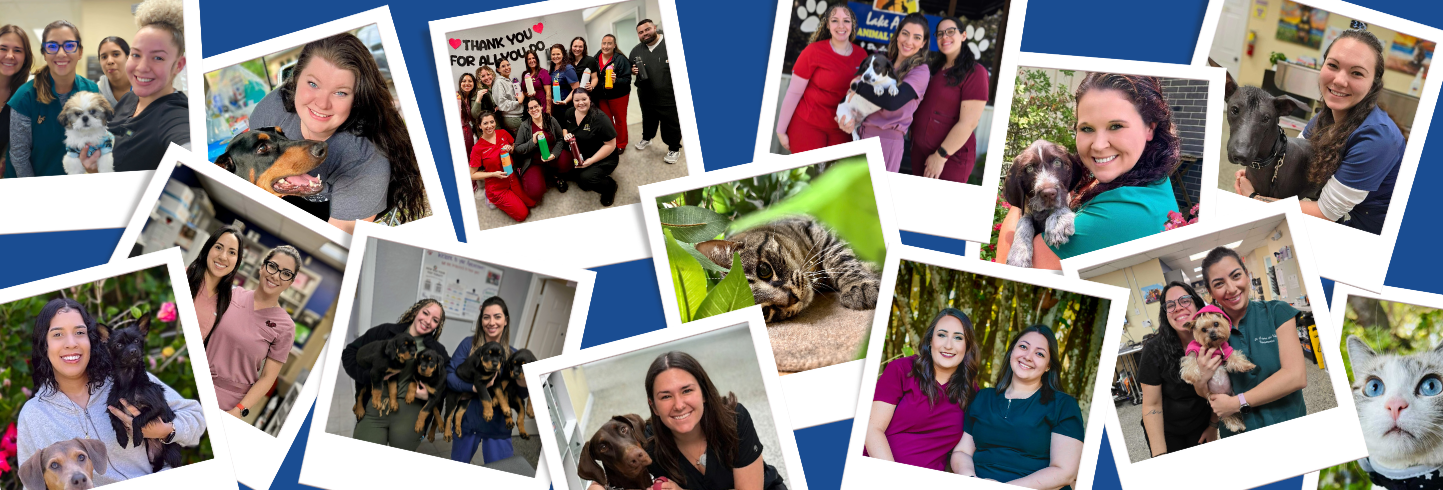 Lake Alfred veterinarians