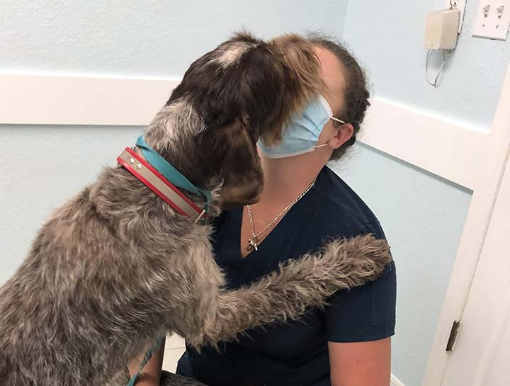 $City Elderly Dog Care