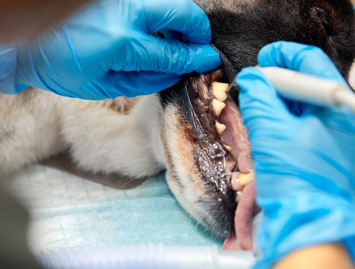 Dog Dental Care