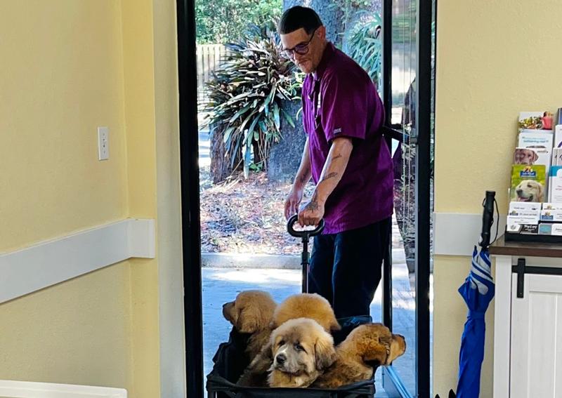Carousel Slide 3: Our Technician AL with a wagon full of puppies!